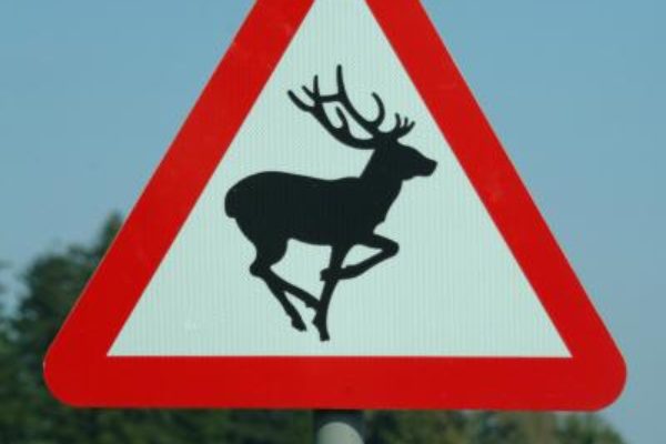 E se un capriolo precipitasse sulla vostra automobile?